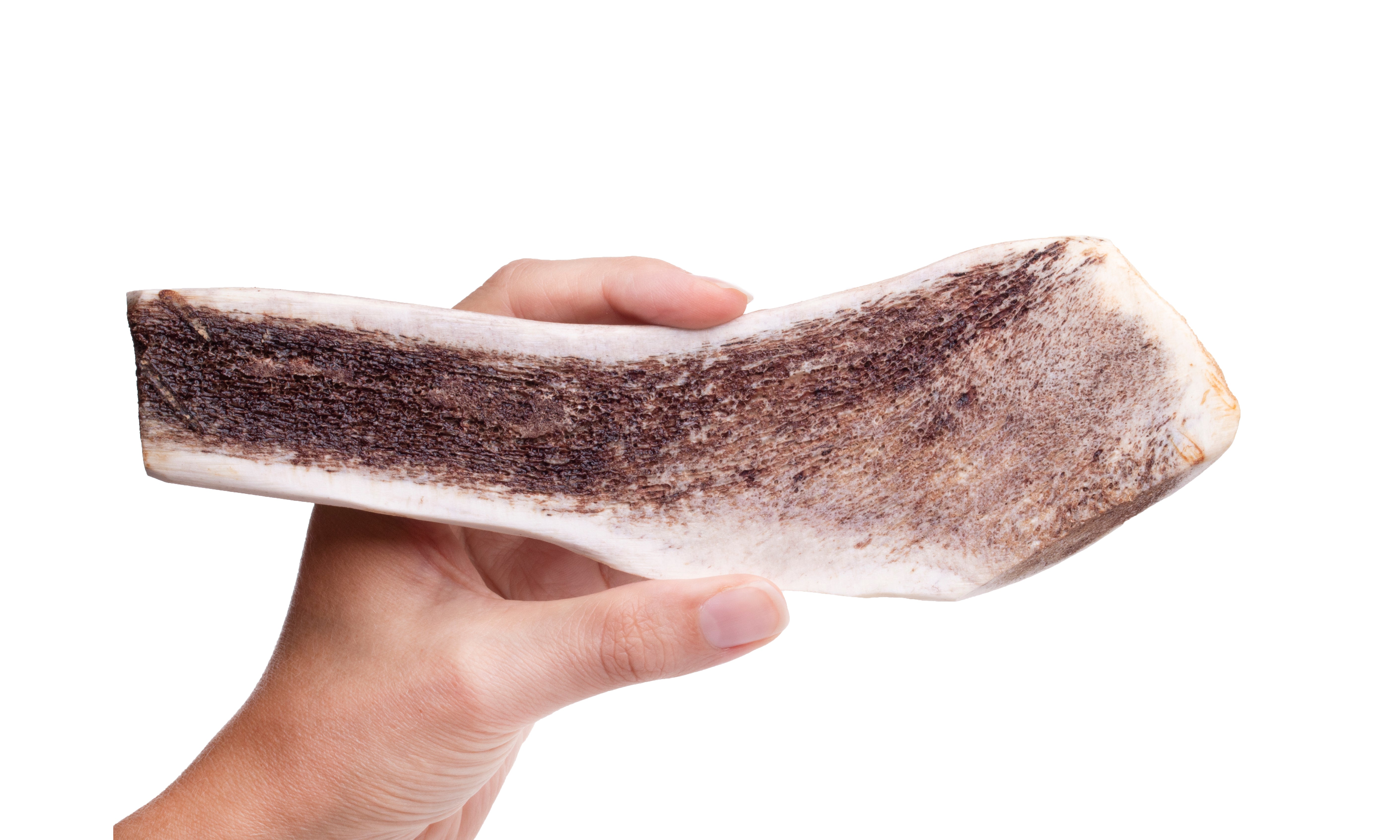 Roasted Elk Antlers
